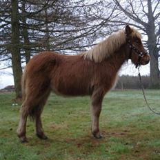 Islænder Tjalfi fra Fynbo