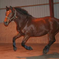 Dansk Varmblod LYKKEHØJS  LUIGI  "SOLGT