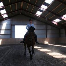 Dansk Varmblod LYKKEHØJS  LUIGI  "SOLGT