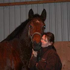 Dansk Varmblod LYKKEHØJS  LUIGI  "SOLGT