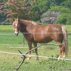 Anden særlig race trunte