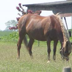 Anden særlig race trunte