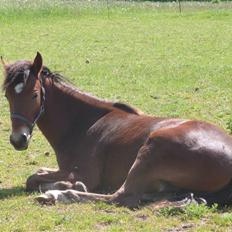 Anden særlig race noller 