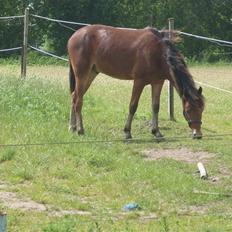 Anden særlig race noller 