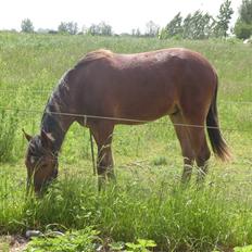 Anden særlig race noller 