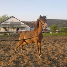 Welsh Pony (sec B) Braveheart * Solgt*