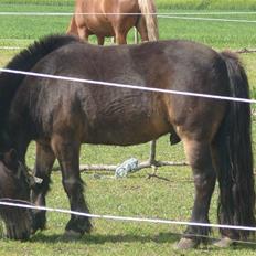 Shetlænder lasse R.I.P <3