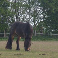 Shetlænder lasse R.I.P <3