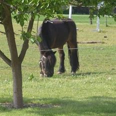Shetlænder lasse R.I.P <3