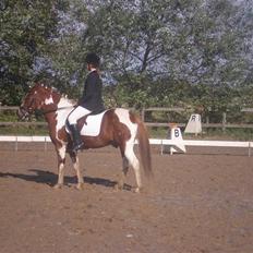 Anden særlig race Samson