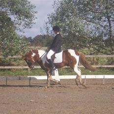 Anden særlig race Samson