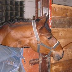 Anden særlig race Sunnie<3 † 30 nov. 2010 -