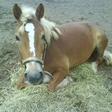 Haflinger Ronja 