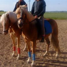 Haflinger Ronja 