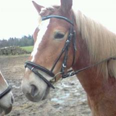 Haflinger Ronja 