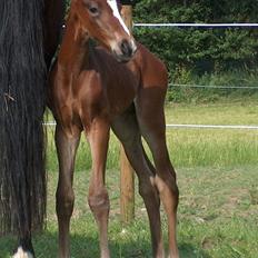 Dansk Varmblod SOLGT Mr. Miyake C