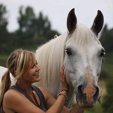 Shagya Araber (SH) SAÉN-G.. DEN HVIDE DRØM
