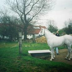 Shagya Araber (SH) SAÉN-G.. DEN HVIDE DRØM