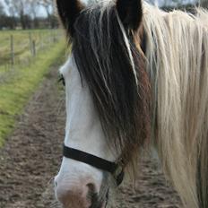 Irish Cob Willow