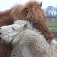 Islænder "Lille hest"