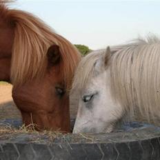 Islænder "Lille hest"
