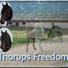 Connemara Thorups Freedom