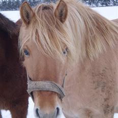 Anden særlig race Østermarkens  Maybrandy<3