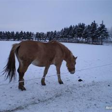 Anden særlig race Østermarkens  Maybrandy<3