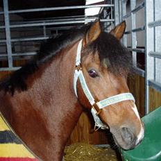 Anden særlig race | Ginger<3