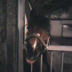 Anden særlig race | Ginger<3