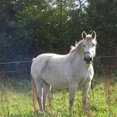 Dansk Varmblod Sweet Sandy*solgt*