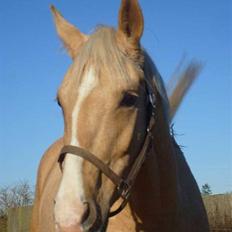 Palomino GulliBine Bint Maras