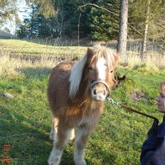 Miniature Alberte