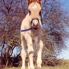 Oldenborg /Fjordhest - Vejlbygård's Yasmin-solgt-