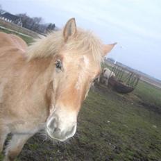 Anden særlig race Østermarkens Pegasus RIP 