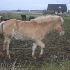Anden særlig race Østermarkens Pegasus RIP 