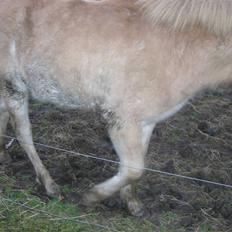 Anden særlig race Østermarkens Pegasus RIP 