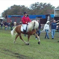 Haflinger Amadeos AVLHINGST