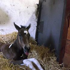 Pinto Stenhøjs Mister Silverfoo