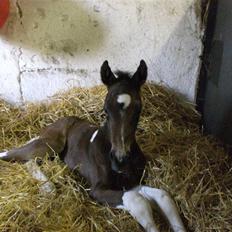 Pinto Stenhøjs Mister Silverfoo