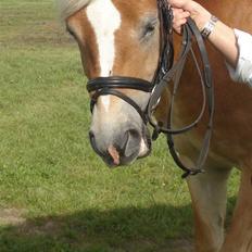 Haflinger Bianca