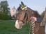 Welsh Pony (sec B) Braveheart * Solgt* - Flower Power dreng ;)