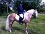 Haflinger Amadeos AVLHINGST - Dygtigte Does :-)
