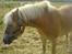 Haflinger Bianca