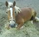 Haflinger Ronja 