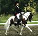 Welsh Pony (sec B) Apache
