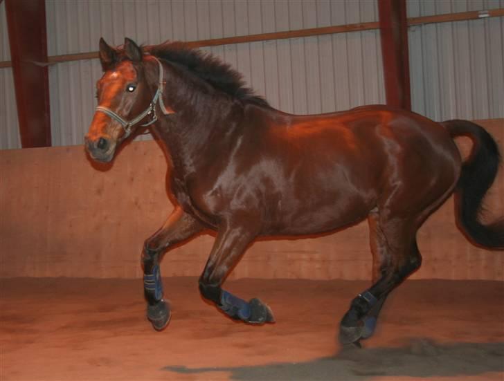 Dansk Varmblod LYKKEHØJS  LUIGI  "SOLGT - Velkommen til min profil !  billede 1