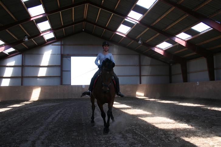 Dansk Varmblod LYKKEHØJS  LUIGI  "SOLGT - her kommer jeg :)  foto taget af Nicole 11 år billede 2