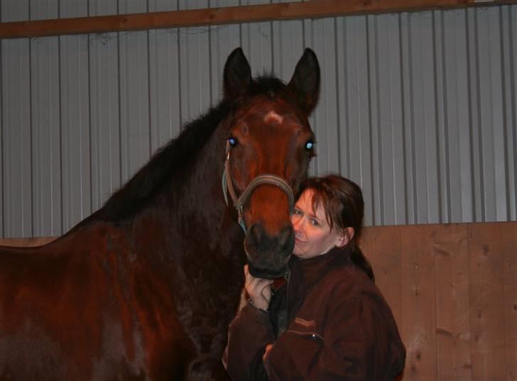 Dansk Varmblod LYKKEHØJS  LUIGI  "SOLGT - nov 2008 billede 3