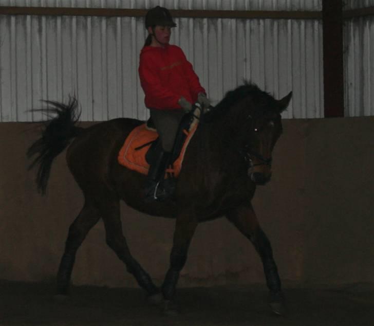 Dansk Varmblod LYKKEHØJS  LUIGI  "SOLGT - billed taget d 31/12-08 af Nicole billede 4